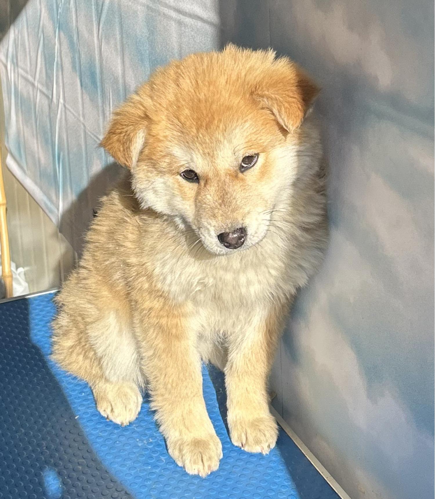 점곡동물보호센터_447516202500039